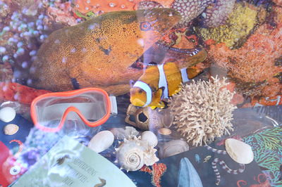 Unterwasserbild - zu sehen ist ein orangener Fisch, eine Taucherbrille, ein Buch und Muscheln